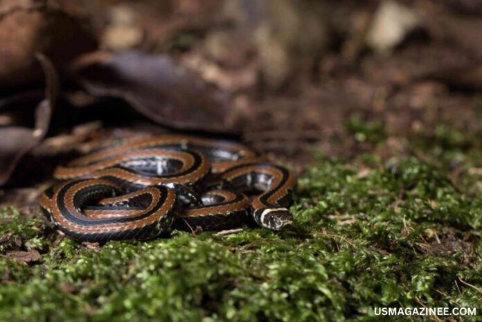 herp highlights episode timber rattlesnake kinship analysis