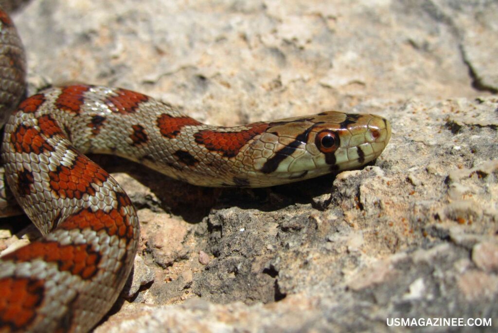 Herp highlights episode timber rattlesnake kinship analysis