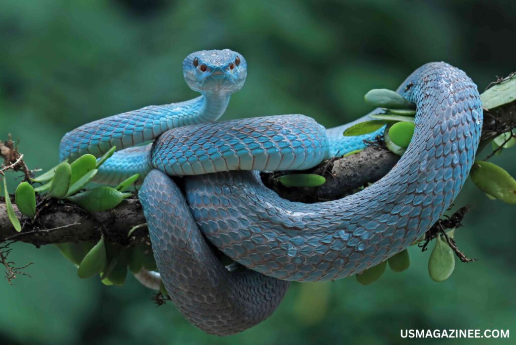 Herp highlights episode timber rattlesnake kinship analysis